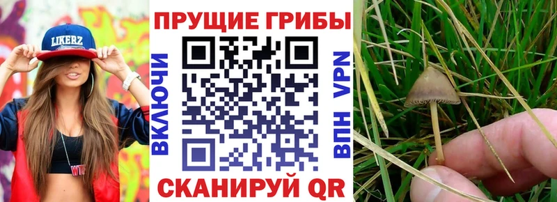 Псилоцибиновые грибы мицелий  Балашиха 